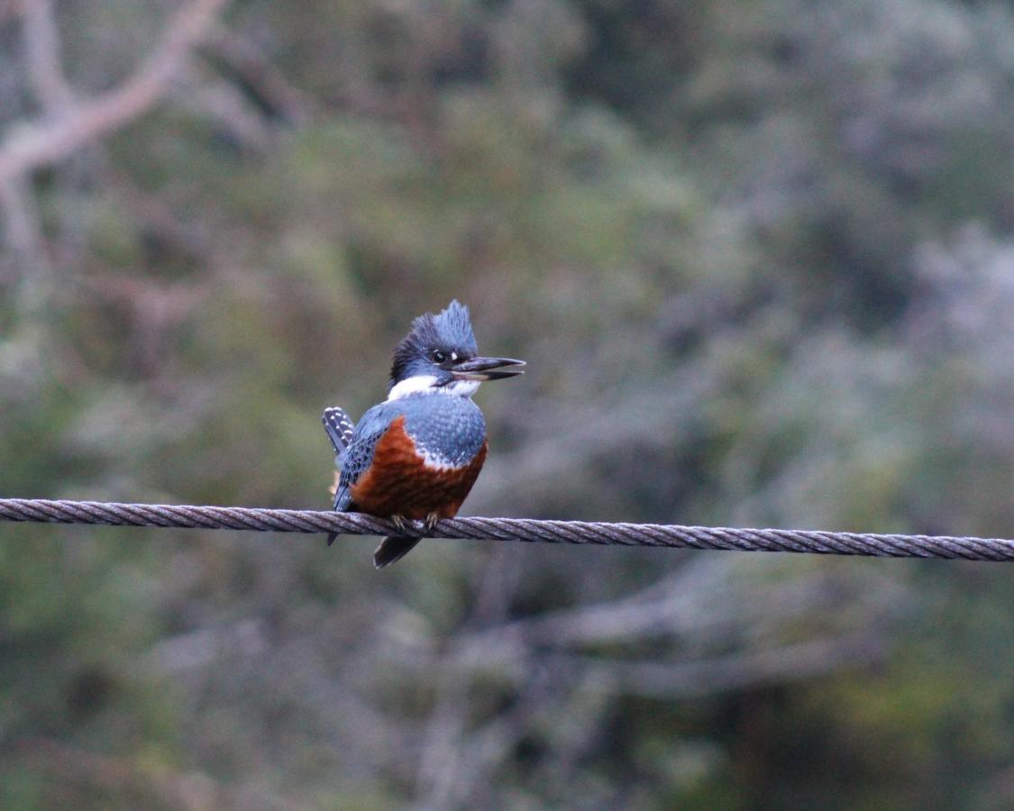 Lodge Parque Tepuhueico Castro Dış mekan fotoğraf