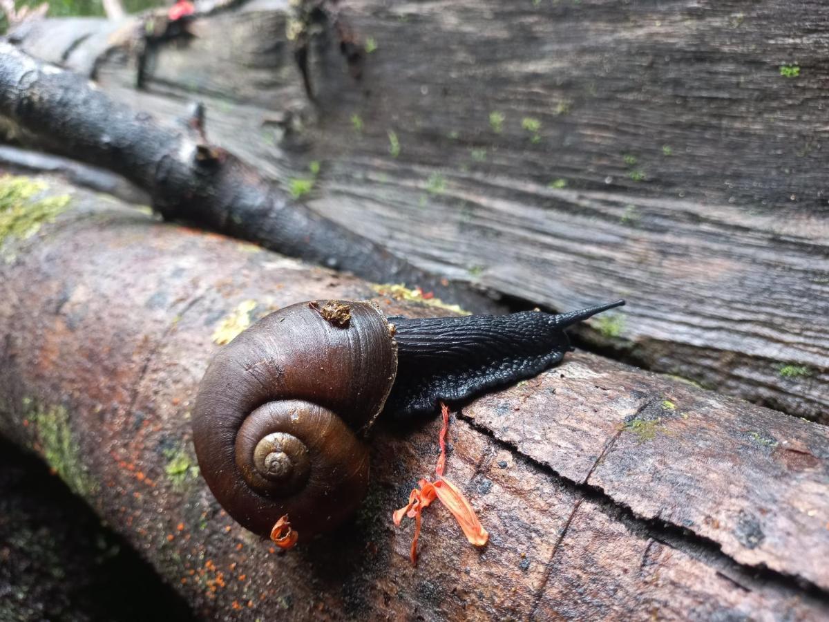 Lodge Parque Tepuhueico Castro Dış mekan fotoğraf