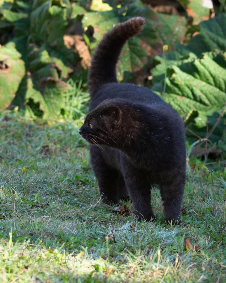 Lodge Parque Tepuhueico Castro Dış mekan fotoğraf